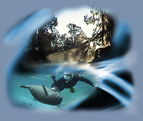 Swim with a Manatee, Crystal River Manatees, Homosassa Manatee Tours, Manatees Crystal River, swimming with Manatees, diving snorkeling with a Manatee, Florida Manatee Tours, Manatee tours Crystal River